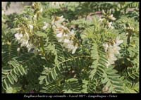 Erophaca-baetica-ssp-orientalis